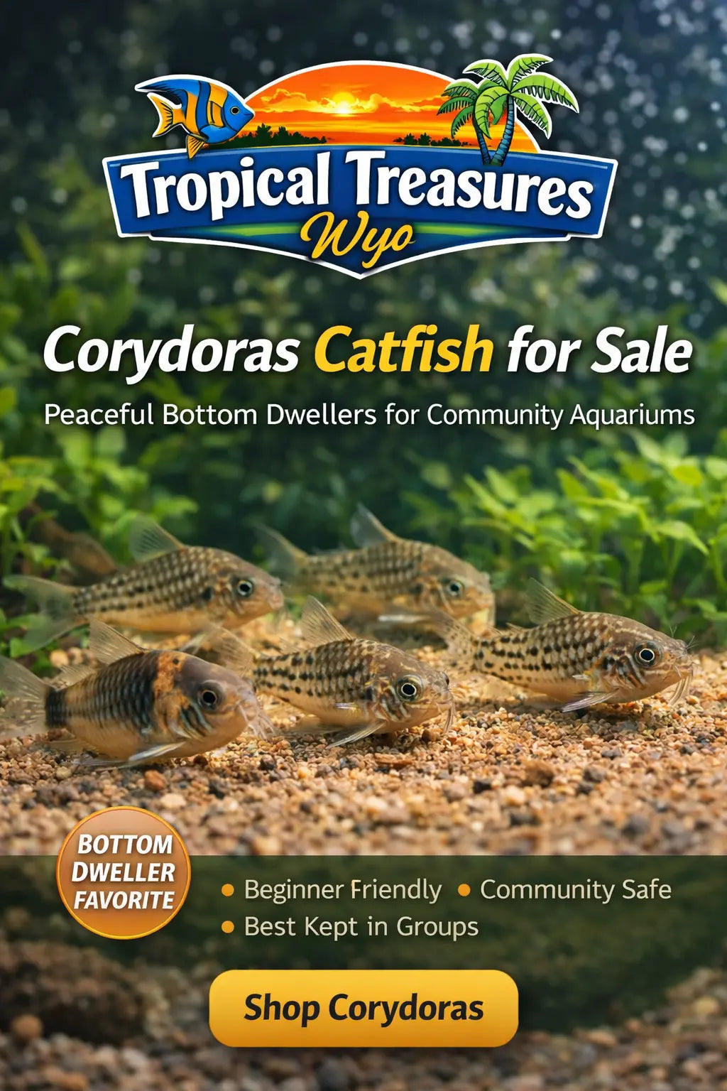 Corydoras catfish collection banner with peaceful bottom dwelling fish in a planted freshwater aquarium and Tropical Treasures Wyo logo