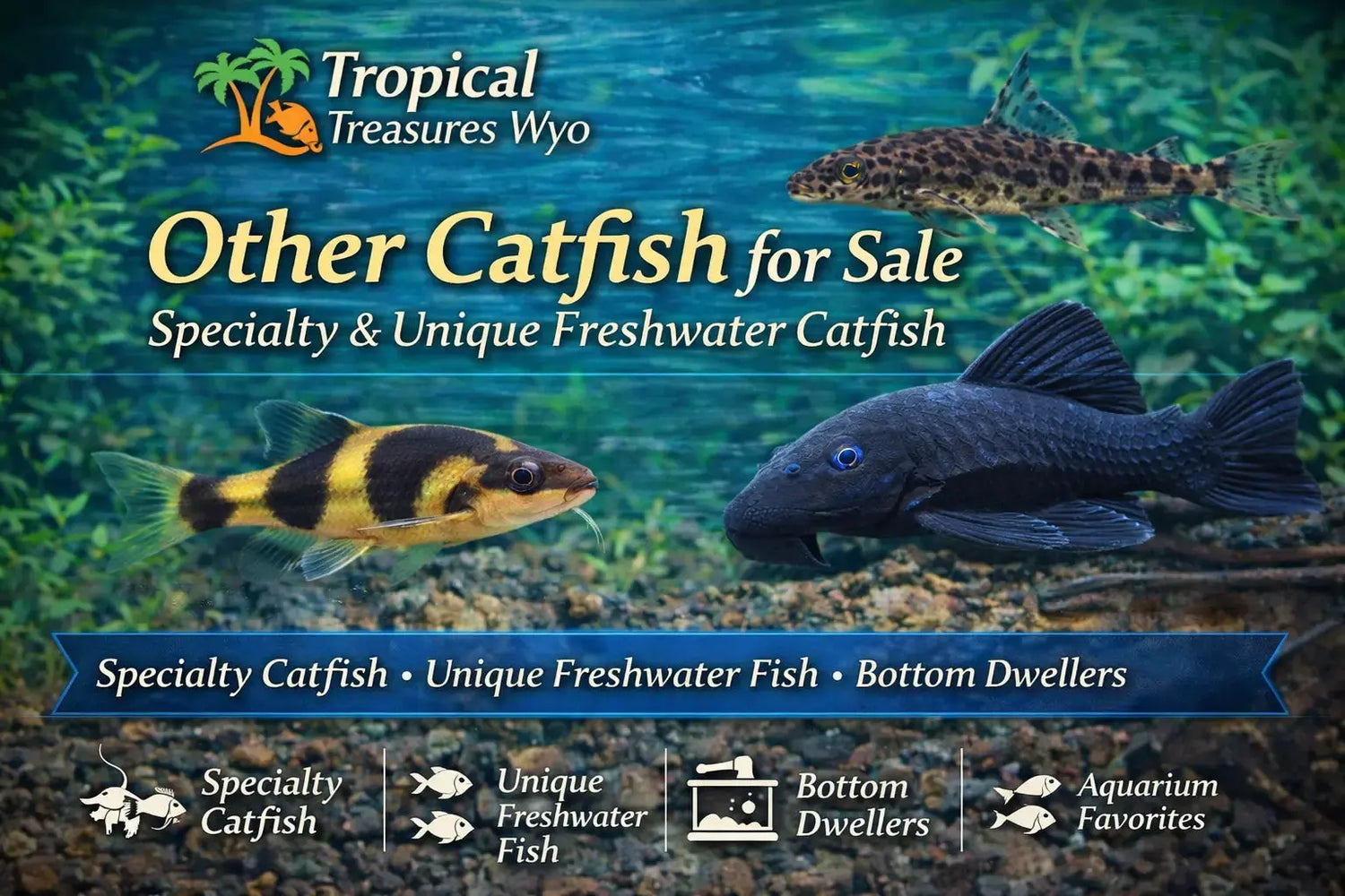 Other catfish collection featuring specialty rare and unique freshwater catfish for aquariums at Tropical Treasures Wyo