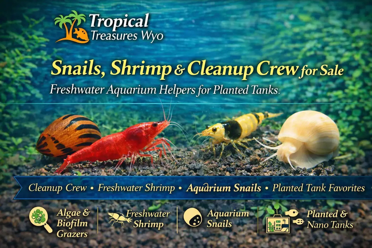 Snails shrimp and cleanup crew collection featuring freshwater aquarium shrimp nerite snails and peaceful planted tank helpers at Tropical Treasures Wyo