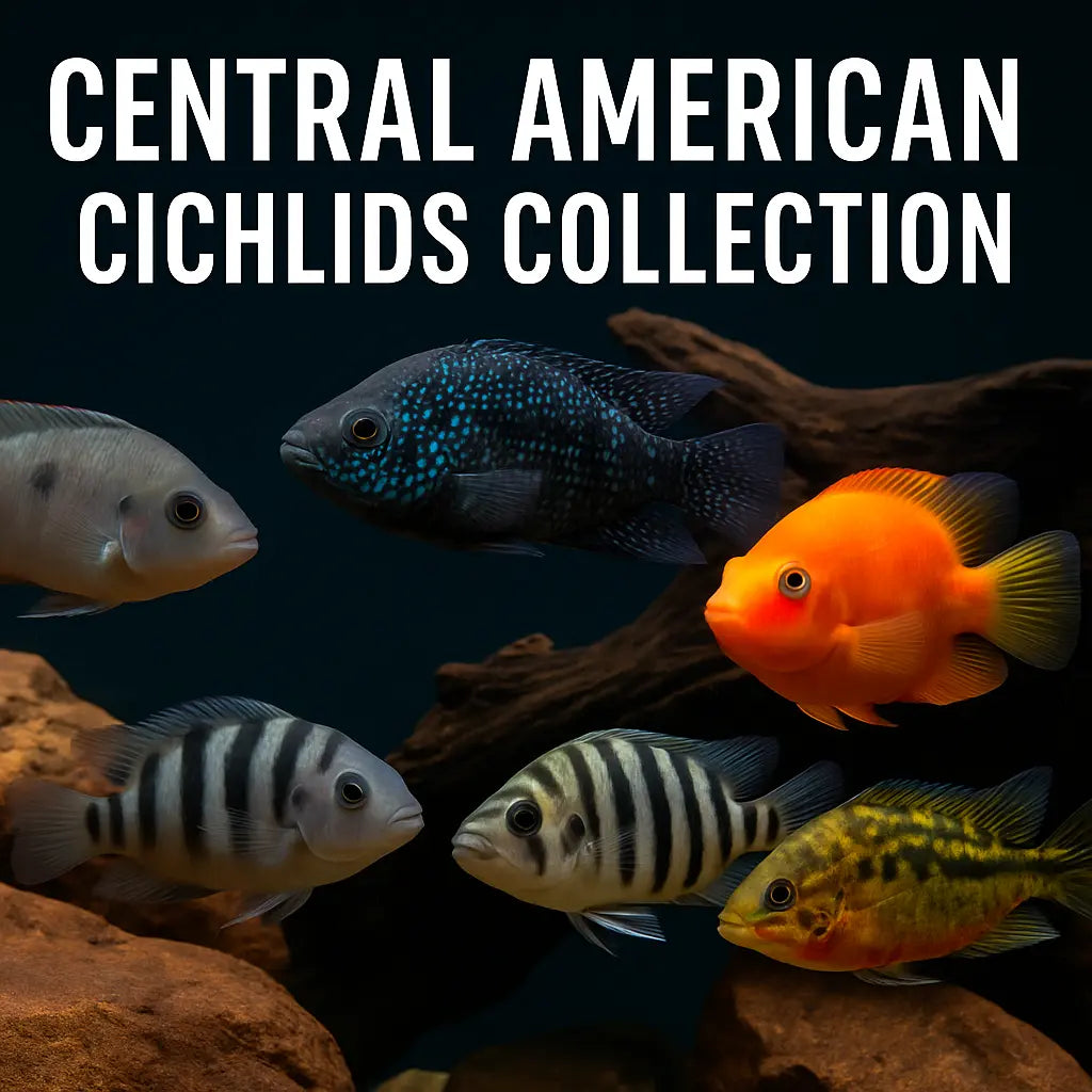 Central American Cichlids Collection – freshwater species including Firemouth, Jack Dempsey, Convict, Salvini, and Parrot Cichlids in rocky and driftwood aquariums.