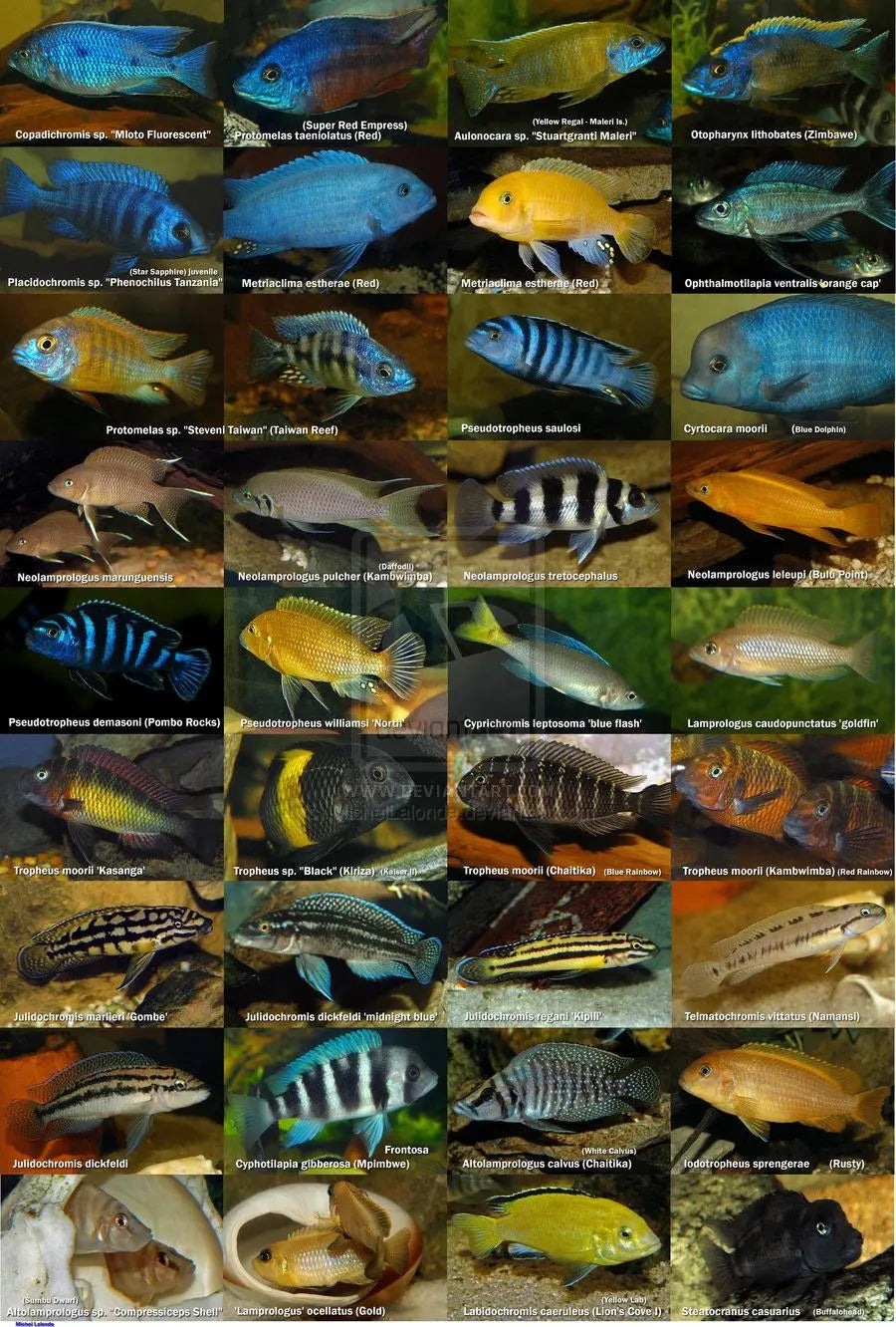Cichlids Tropical Treasures Wyo LLC