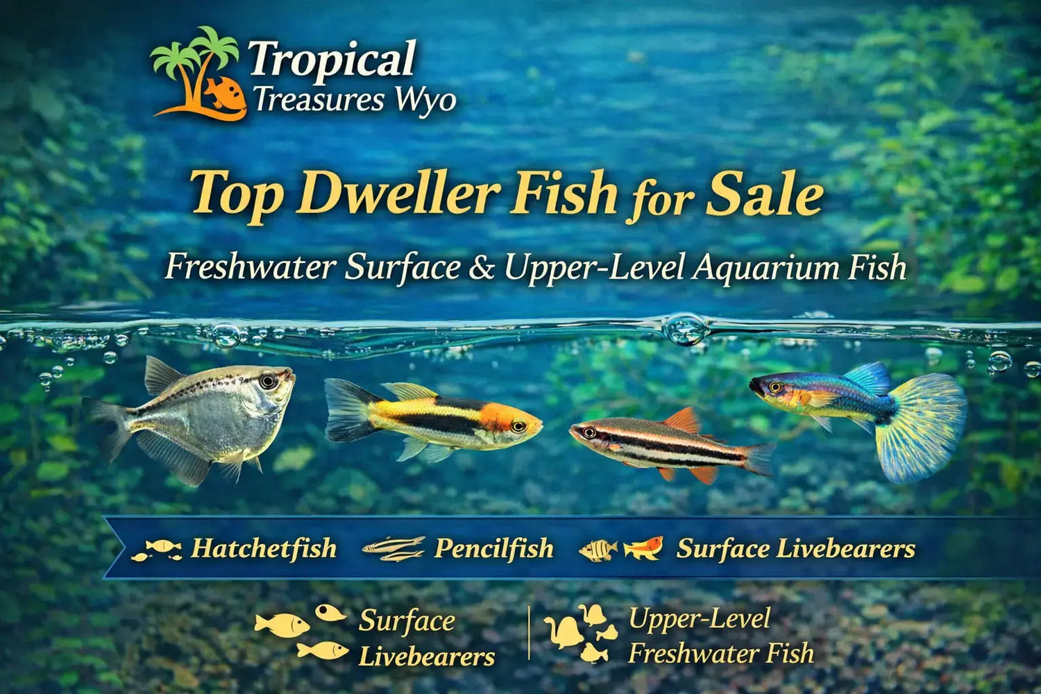 Top dweller fish collection featuring freshwater surface and upper-level aquarium fish for community tanks at Tropical Treasures Wyo