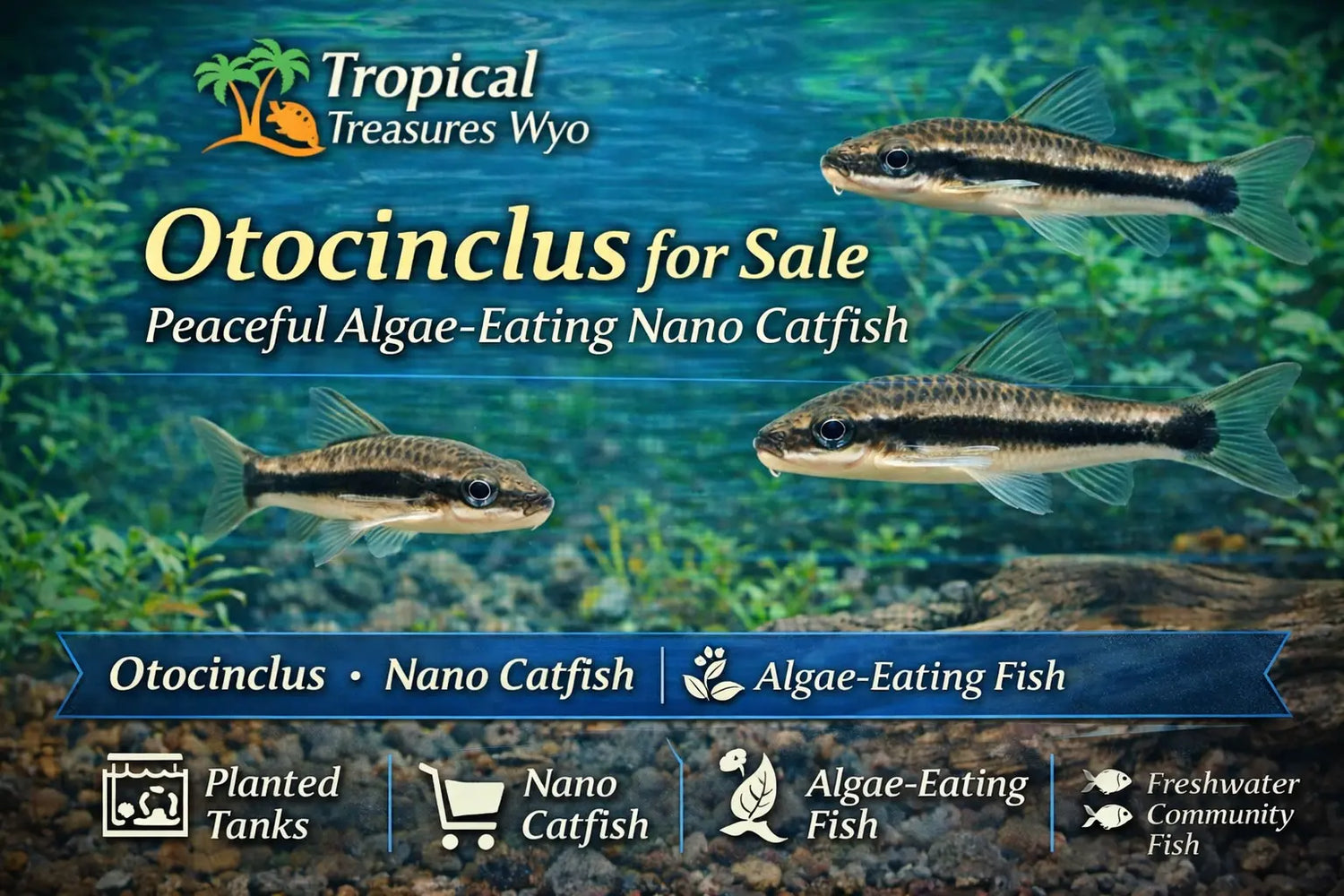 Otocinclus collection featuring peaceful algae-eating nano catfish for planted aquariums and freshwater community tanks at Tropical Treasures Wyo