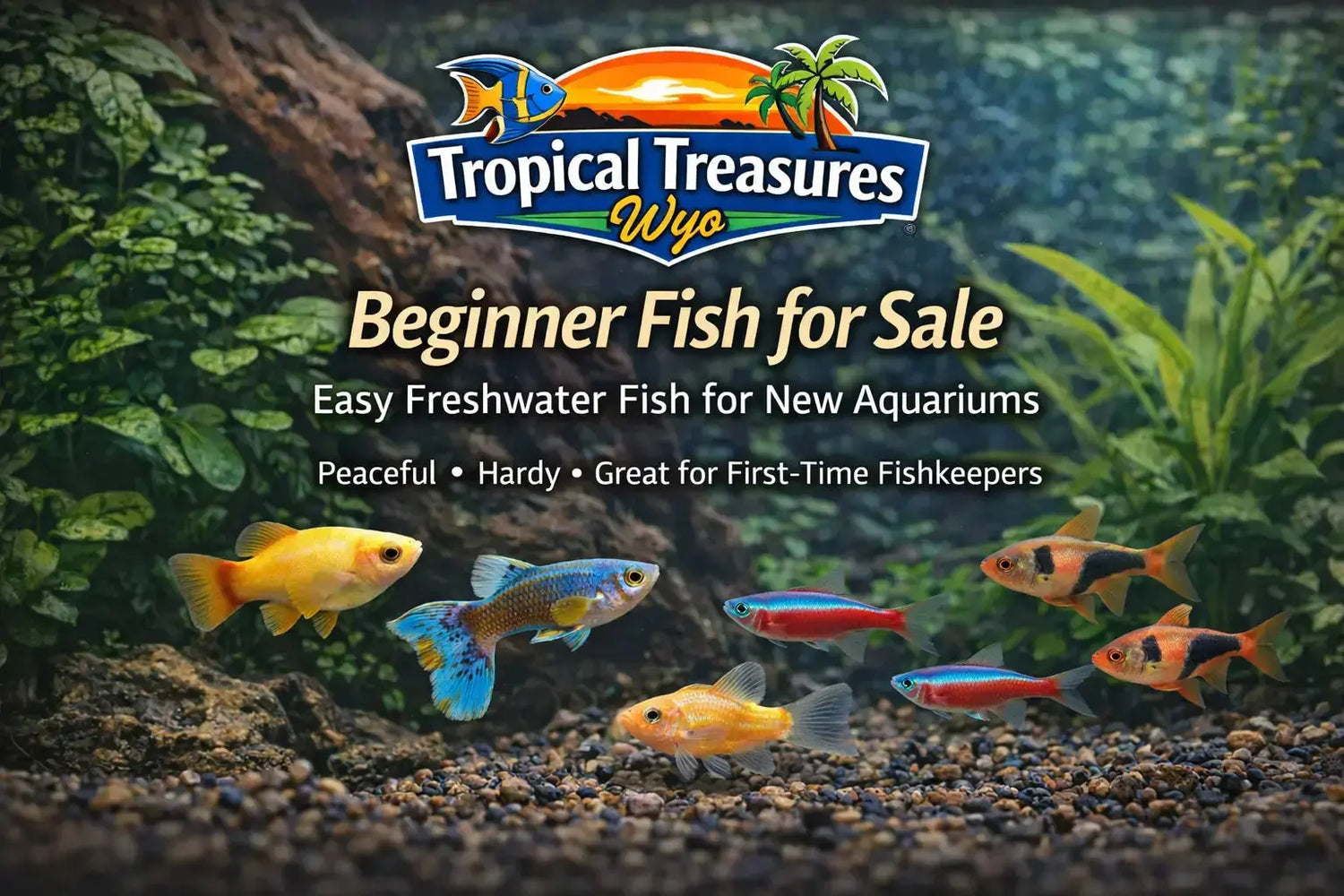 Beginner freshwater aquarium with live plants and community fish