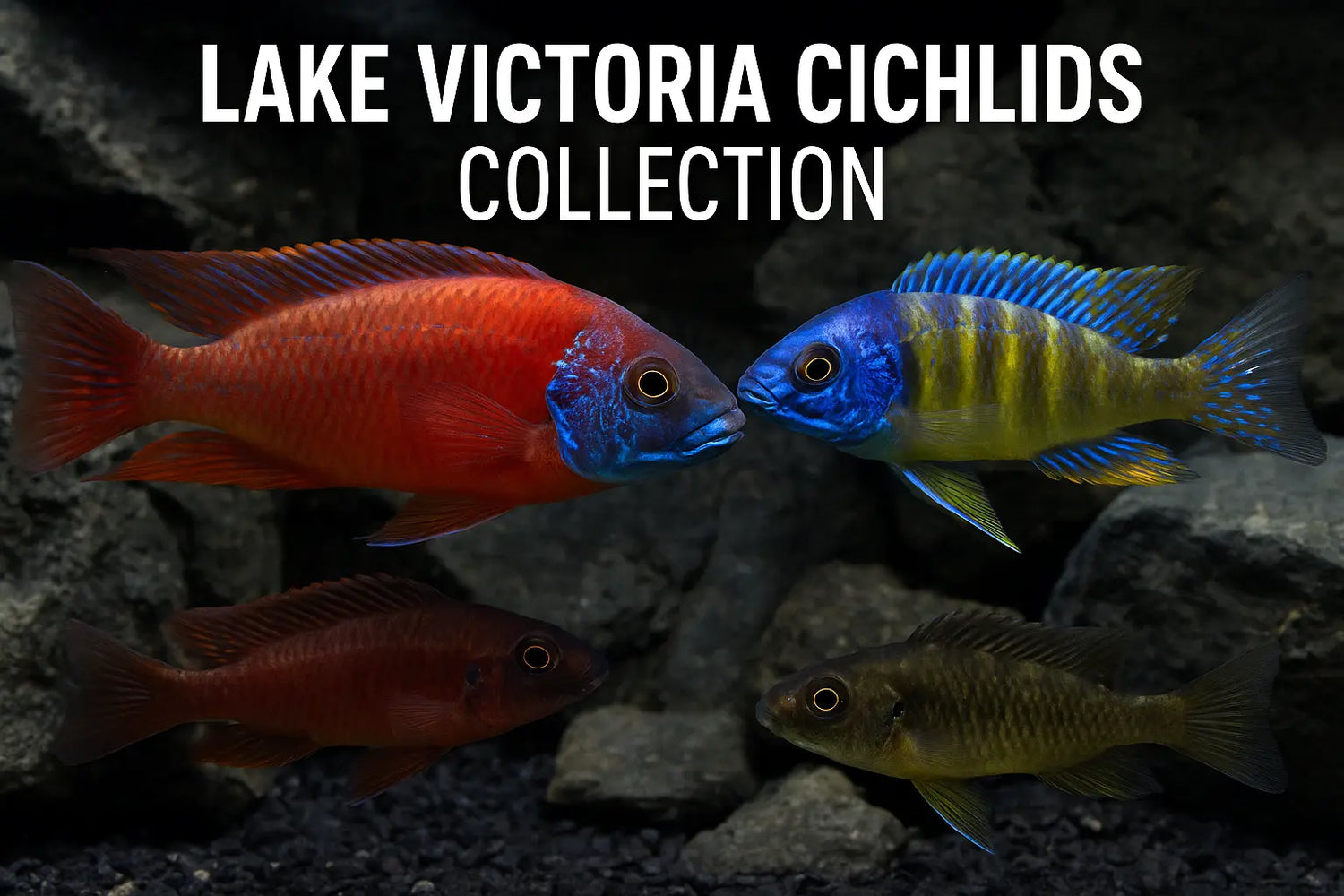 Lake Victoria Cichlids Collection – African cichlids including Haplochromis, Astatotilapia, and Mbipi species with bold red, blue, and yellow colors in rocky aquariums.