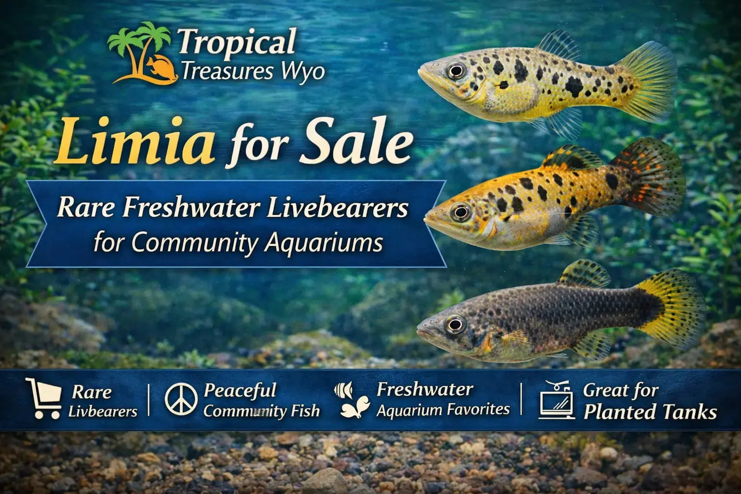 Limia collection banner featuring rare freshwater livebearers for peaceful community aquariums and planted tanks at Tropical Treasures Wyo