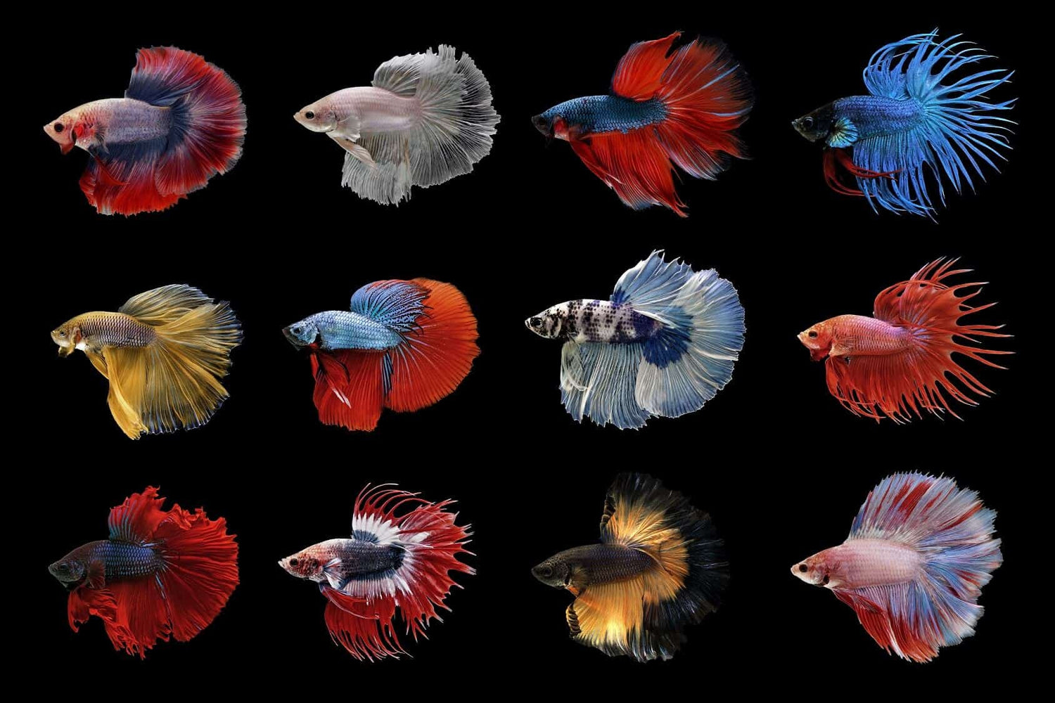 Betta fish – vibrant freshwater Siamese fighting fish with flowing fins and vivid colors, swimming in a planted nano aquarium.