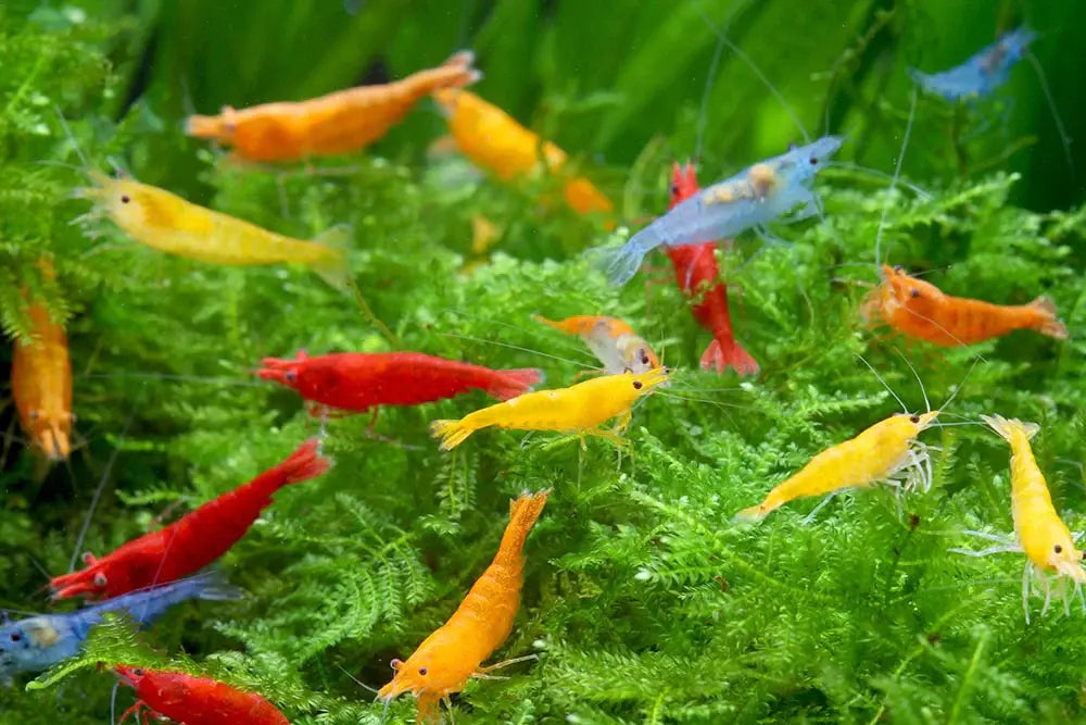Neocaridina-Shrimp Tropical Treasures Wyo LLC