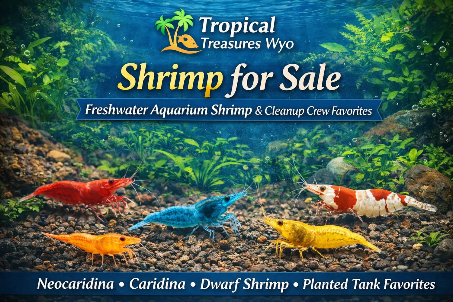 Shrimp collection featuring freshwater aquarium shrimp and dwarf shrimp for planted tanks and nano aquariums at Tropical Treasures Wyo