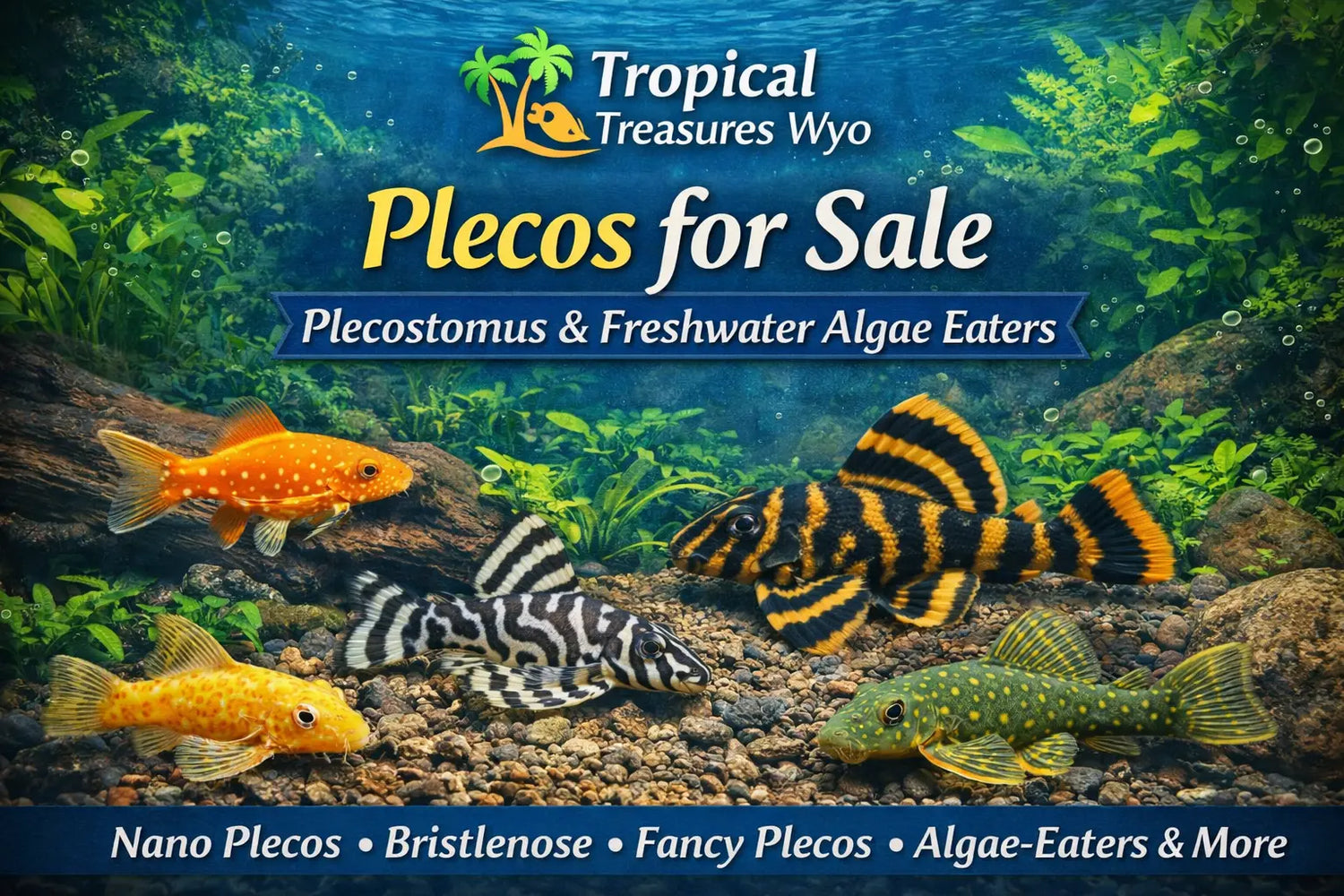 Plecostomus collection featuring plecos and freshwater algae eaters for planted aquariums and community tanks at Tropical Treasures Wyo