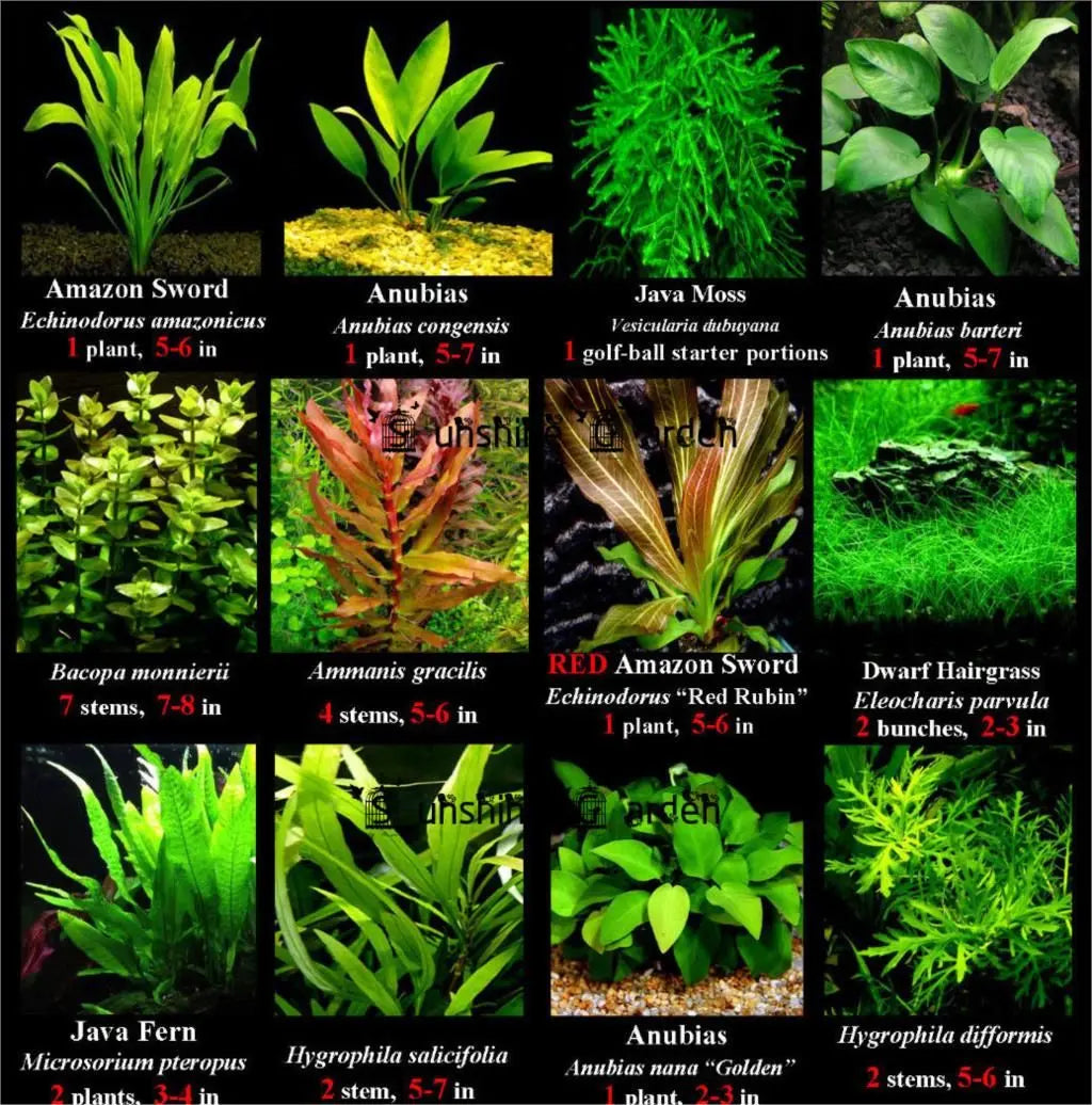 Aquatic-Plants Tropical Treasures Wyo LLC