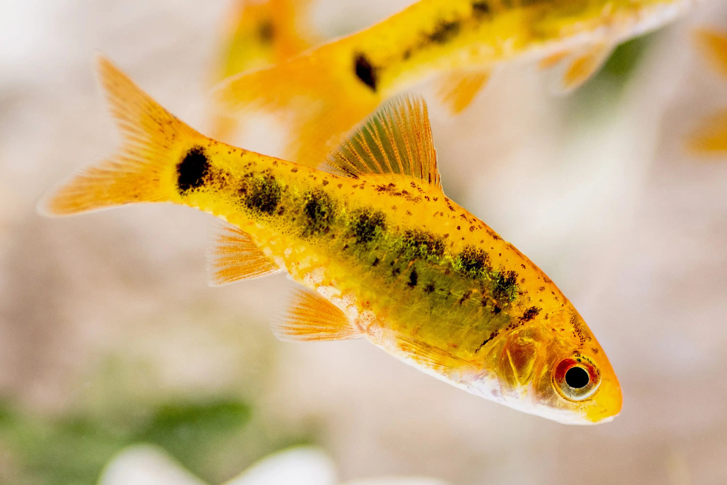 Barbs and other cyprinids – a group of vibrant freshwater schooling fish swimming in a lush planted aquarium.