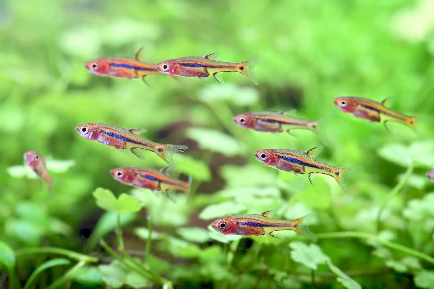 School of nano fish species – Celestial Pearl Danios, Chili Rasboras, and Blue-Eye Rainbowfish swimming in a lush planted nano aquarium.