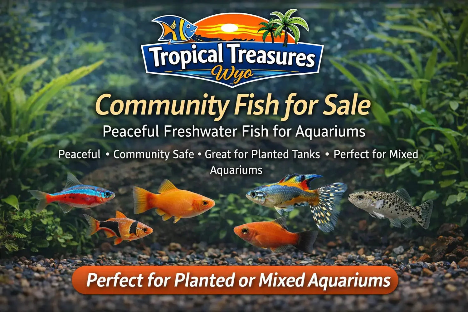 Community fish collection banner featuring peaceful freshwater fish in a planted aquarium with Tropical Treasures Wyo branding