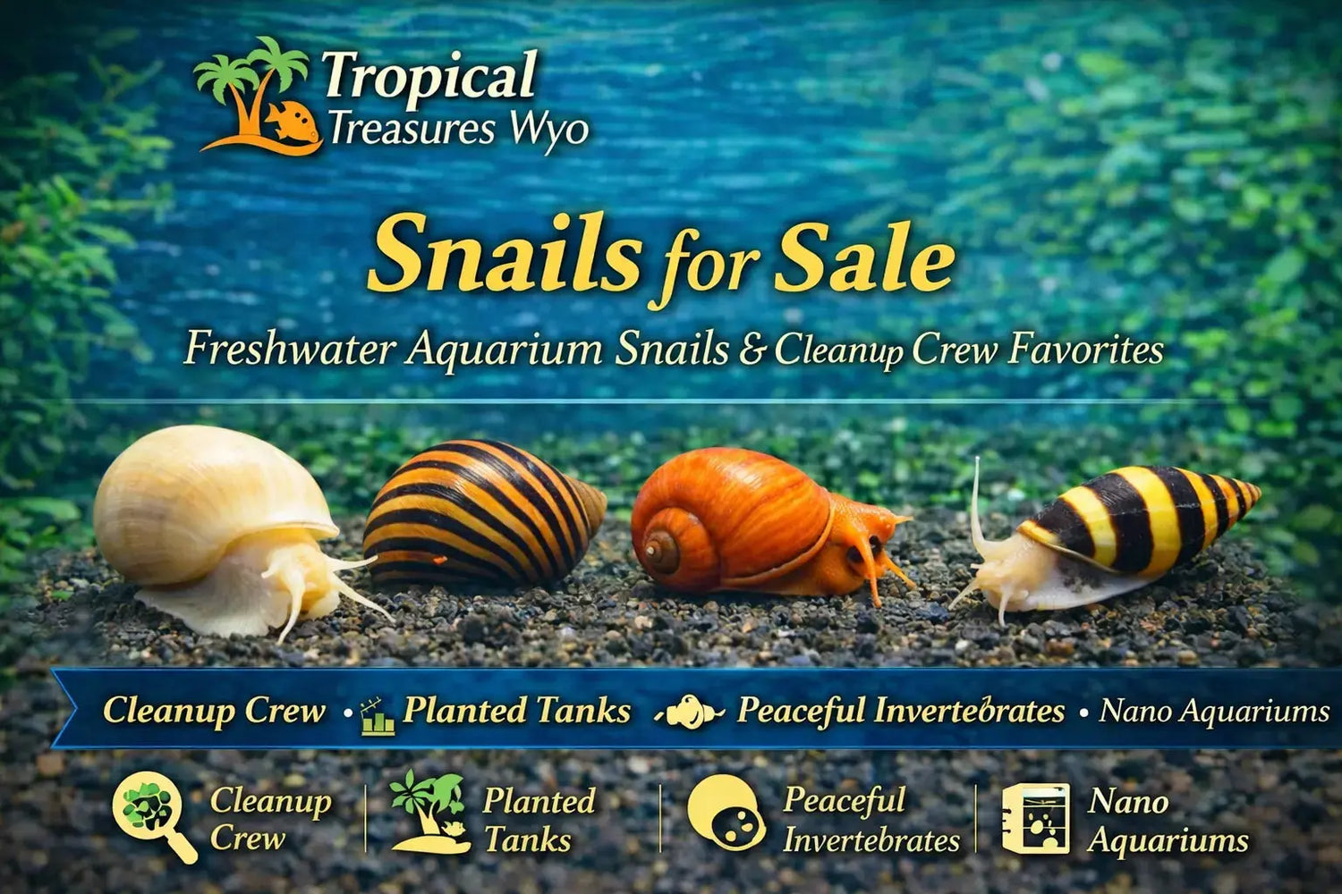 Snail collection featuring freshwater aquarium snails for planted tanks cleanup crews and peaceful community aquariums at Tropical Treasures Wyo