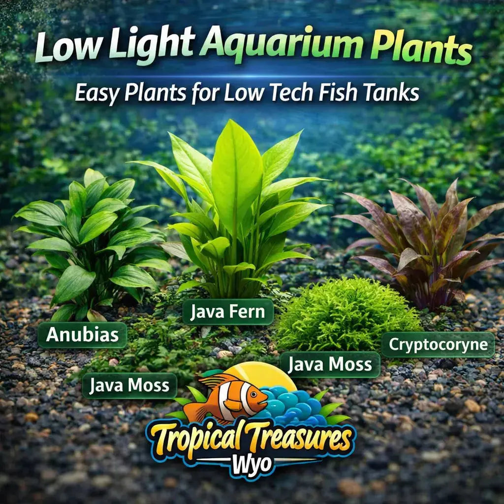 low light aquarium plants easy plants no co2 freshwater fish tank plants