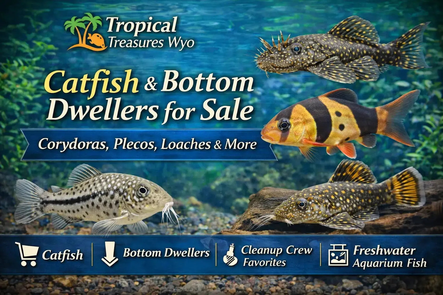Catfish and bottom dwellers collection featuring Corydoras plecos loaches and freshwater cleanup crew fish at Tropical Treasures Wyo