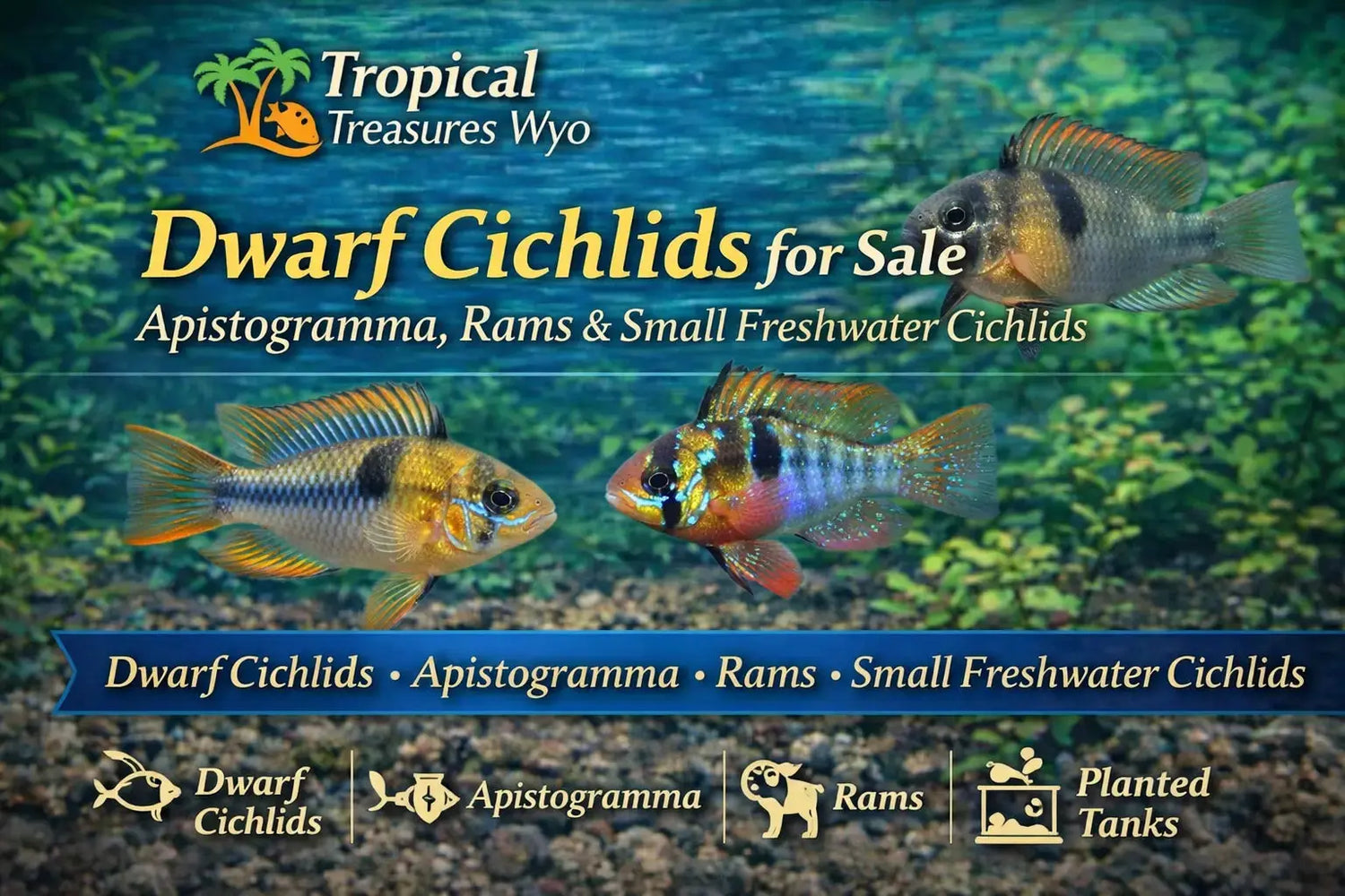 Dwarf cichlid collection featuring Apistogramma Rams and small freshwater cichlids for planted aquariums at Tropical Treasures Wyo