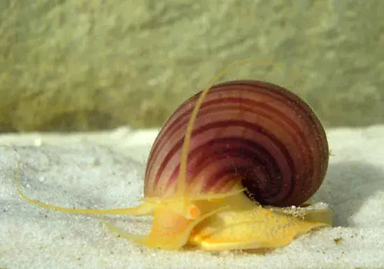 Mystery Snail