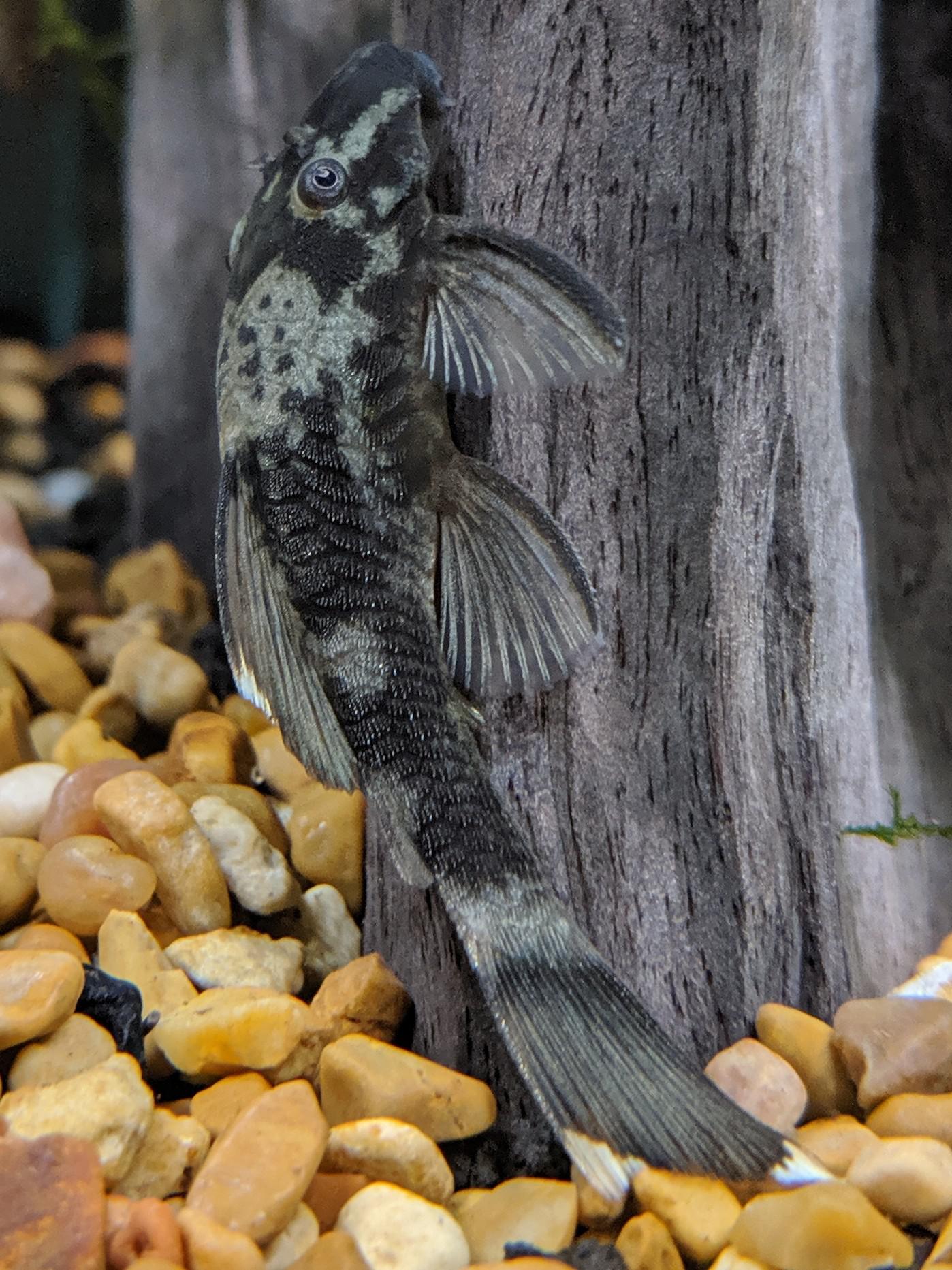 Plecostomus Collection – includes Bristlenose, Albino, Super Red, Calico, and L-number plecos grazing on aquarium surfaces