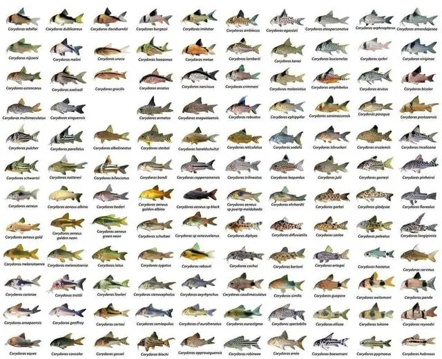 Corydoras-Collection-Peaceful-Bottom-Dwellers Tropical Treasures Wyo LLC