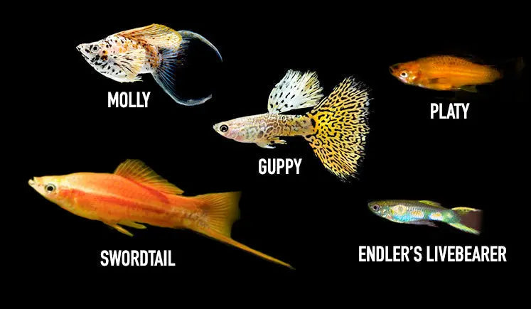 Livebearers Tropical Treasures Wyo LLC