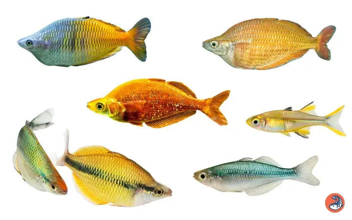 Rainbowfish collection – school of colorful freshwater rainbowfish with iridescent bodies swimming in a planted community aquarium.
