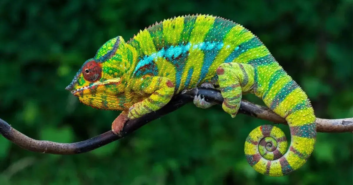 Colorful chameleon with bright green, yellow, and blue stripes perched on a branch
