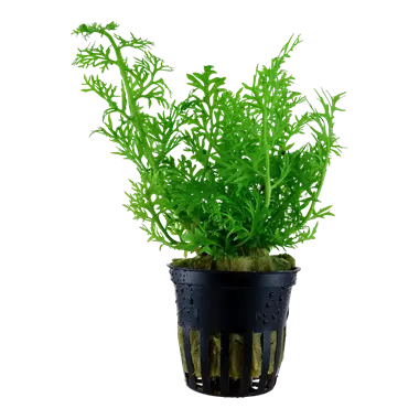 Tropica Ceratopteris Thalictroides Tropical Treasures Wyo LLC