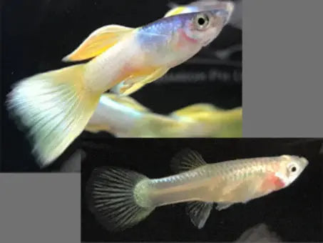 Metal Yellow Pingu guppy metallic yellow livebearer
