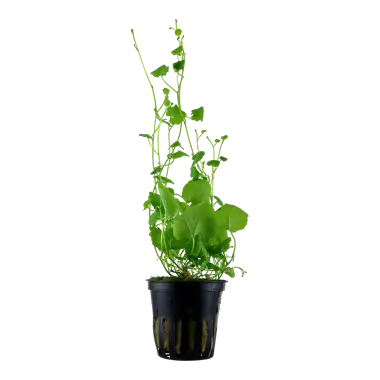 Tropica Cardamine Tropical Treasures Wyo LLC