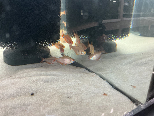Red Serpae Tetra Tropical Treasures Wyo