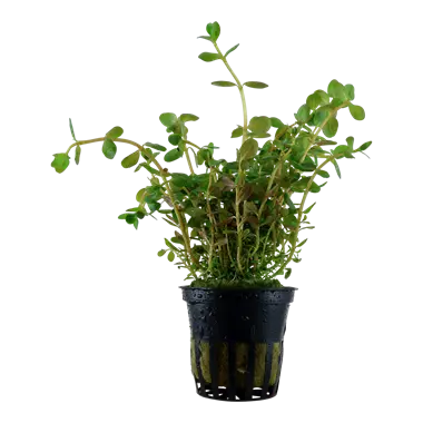 Tropica Rotala Tropical Treasures Wyo LLC