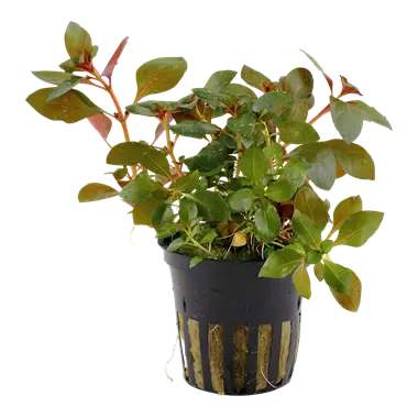 Tropica Ludwigia repens 'Rubin' Tropical Treasures Wyo LLC