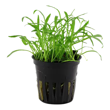 Tropica Lilaeopsis Tropical Treasures Wyo LLC