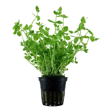 Tropica Lindernia Tropical Treasures Wyo LLC