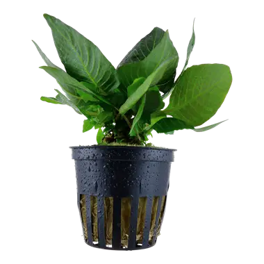 Tropica Hygrophila corymbosa 'Compact' Tropical Treasures Wyo LLC