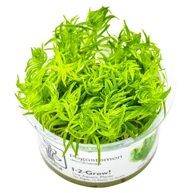 Tropica Pogostemon 1-2 Grow Tropical Treasures Wyo LLC