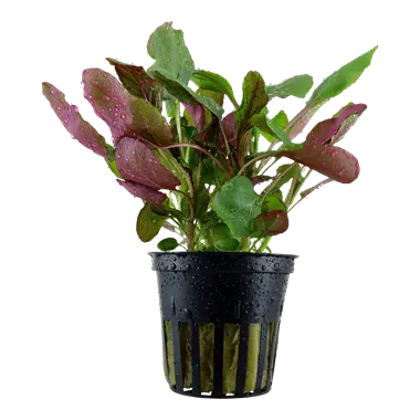 Tropica Lobella Tropical Treasures Wyo LLC