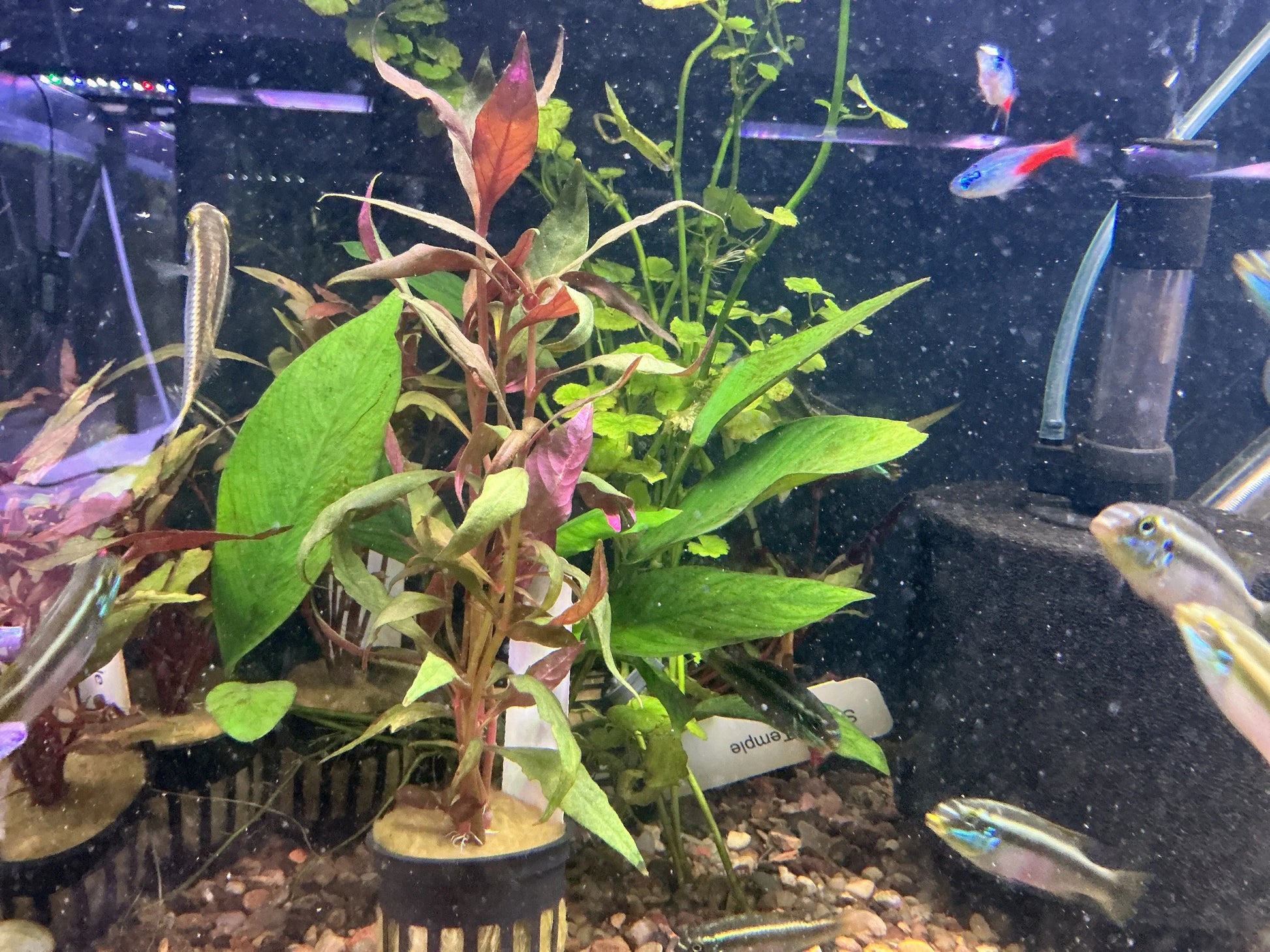 Scarlet Temple (Alternanthera reineckii) – vibrant red aquarium stem plant for freshwater aquascapes