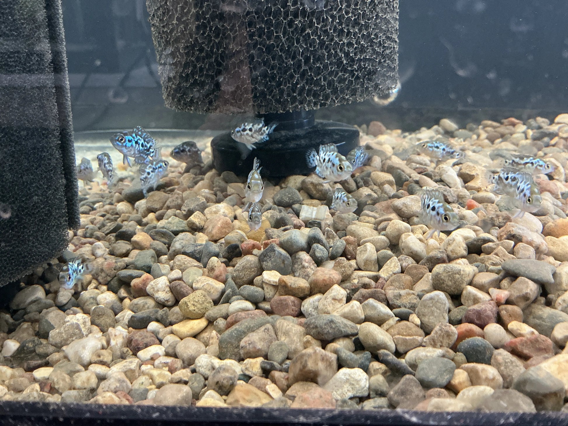 Electric Blue Jack Dempsey displaying bright colors in community aquarium