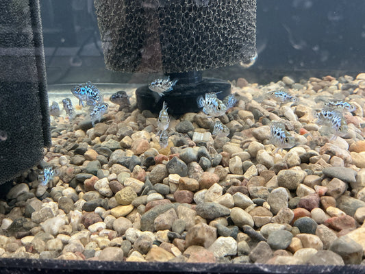 Electric Blue Jack Dempsey displaying bright colors in community aquarium