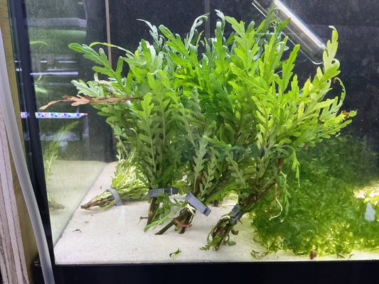 Hygrophila pinnatifida midground aquarium plant