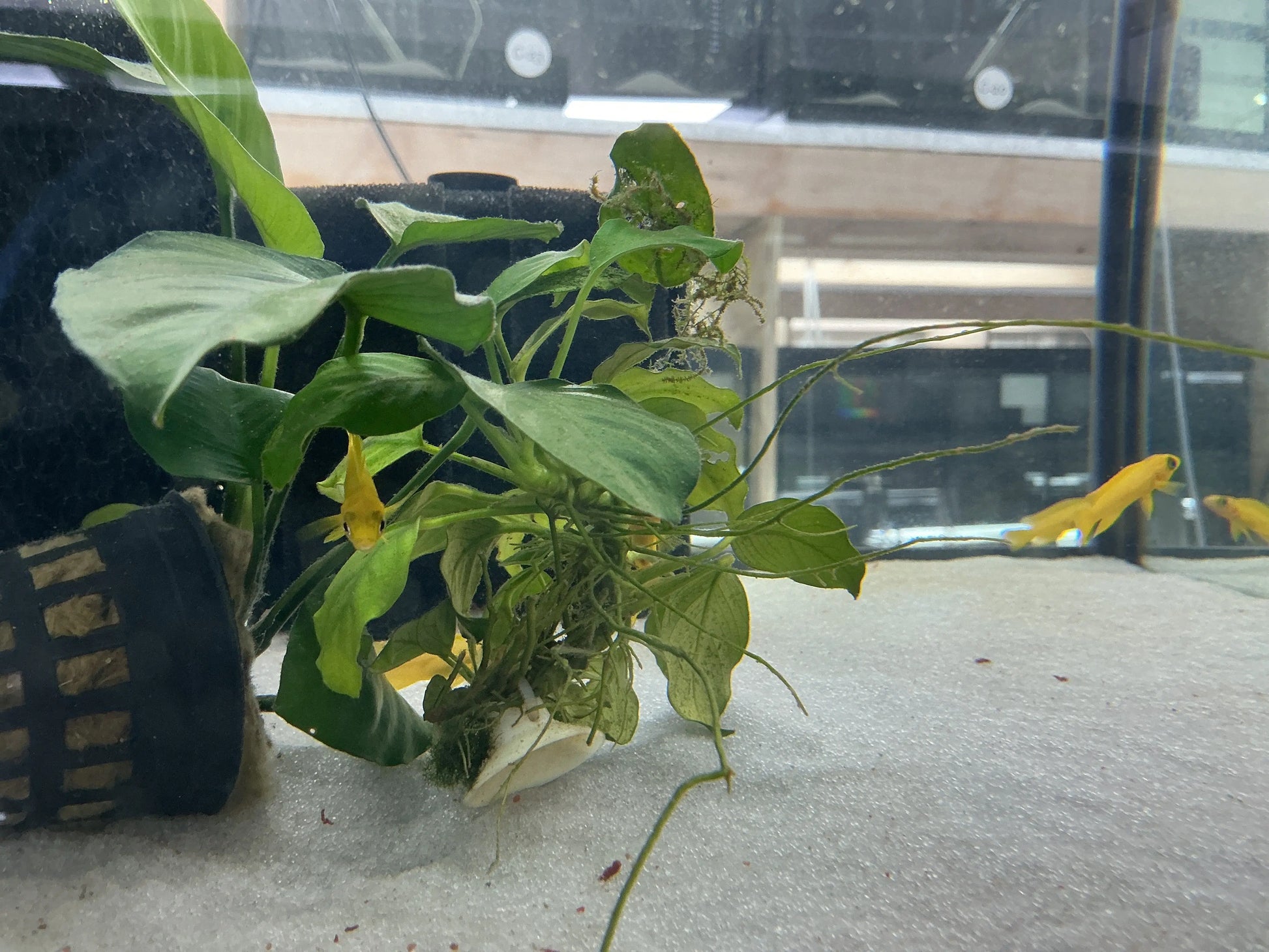 Neolamprologus leleupi Yellow Tropical Treasures Wyo
