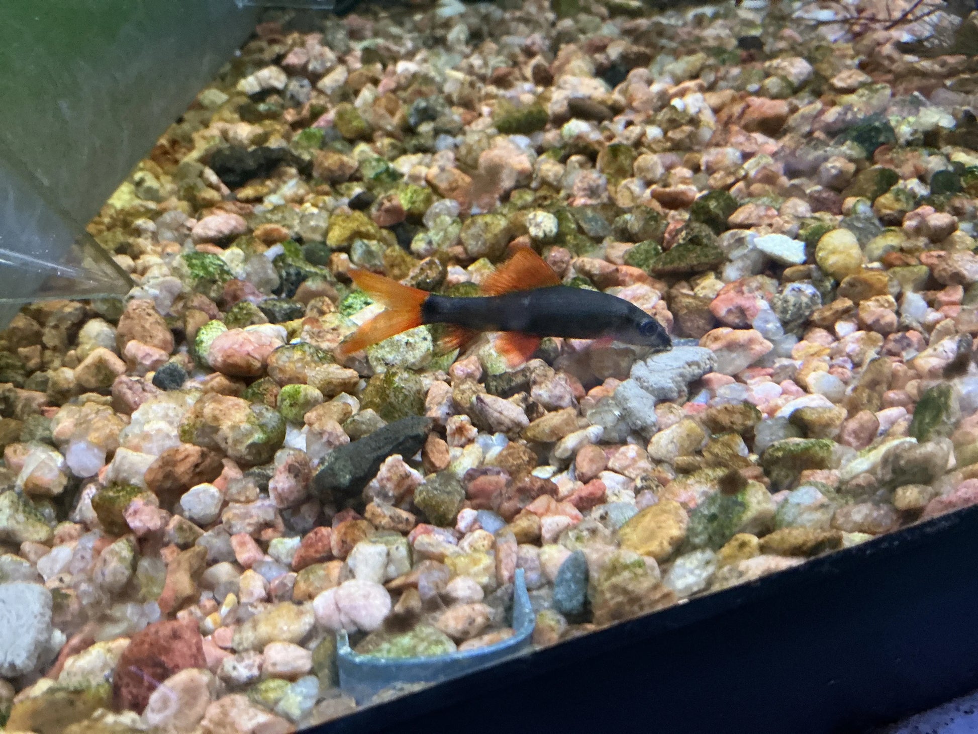 Rainbow Shark with dark gray body and orange fins swimming over a colorful gravel bed in an aquarium