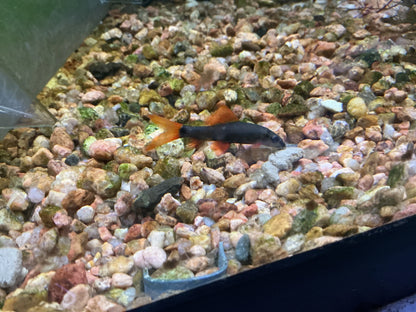 Rainbow Shark with dark gray body and orange fins swimming over a colorful gravel bed in an aquarium
