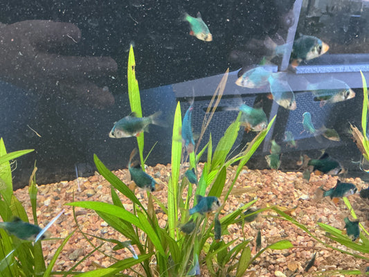 Green Tiger Barb Tropical Treasures Wyo