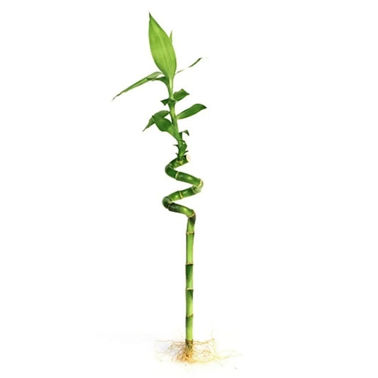Lucky Bamboo curly Tropical Treasures Wyo LLC