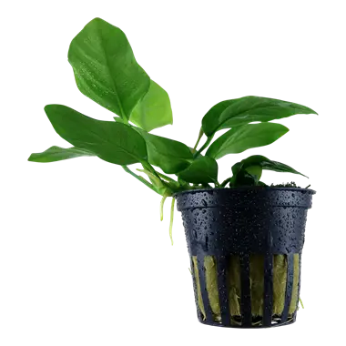 Tropica Anubias Barteri Nana Tropical Treasures Wyo LLC