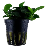 Tropica Anubias Barteri Tropical Treasures Wyo LLC